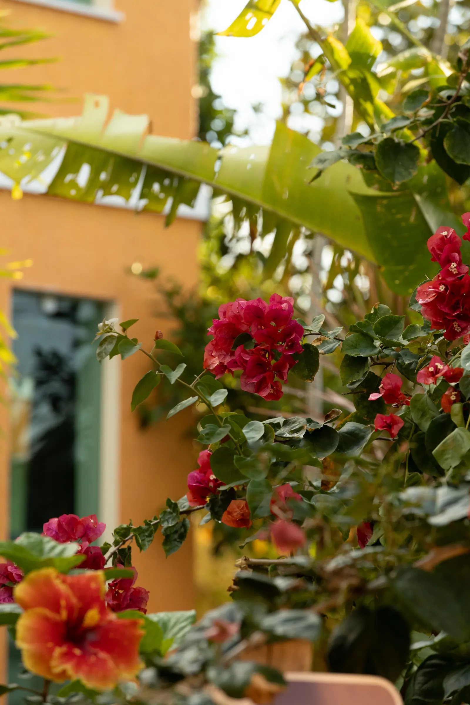 Buganvílias e hibiscos vermelhos diante de uma edificação alaranjada